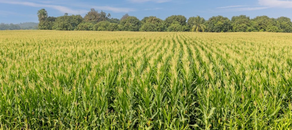 TÜRKİYE’DE TARIMIN GELECEĞİ VE GENÇLERİN TARIMA KAZANDIRILMASI